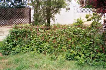 Boysenberry trellises